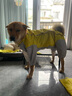 寵星記 大狗狗雨衣 寵物四腳全包雨衣 中大型犬 雨天衣服金毛薩摩哈士奇 黃色 24碼 曬單實(shí)拍圖