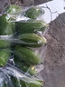 栩季（XUJI）廣西小米蕉新鮮香蕉9斤當季水果整箱自然熟小香芭蕉海南皇帝香蕉 3斤 曬單實拍圖