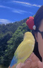 菱夢(mèng) 溫柔復古玫瑰仿珍珠發(fā)夾 花朵發(fā)飾 劉海側邊發(fā)夾子 夏天百搭飾品 紅玫瑰 一對 曬單實(shí)拍圖