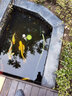 森森（SUNSUN）魚(yú)缸抽水泵CTP水陸兩用抽水泵龍魚(yú)缸變頻潛水泵魚(yú)池大流量水族箱 CTP-8000 70瓦水池用潛水泵 曬單實(shí)拍圖