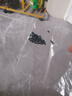 券搜搜鴻運當頭花種子白掌粉掌種苗四季易種水生植物花卉花草籽紅掌種子 紅掌種子20粒（購買(mǎi)2份送一份） 曬單實(shí)拍圖