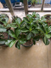 玫瑰情緣重瓣綠植沙漠玫瑰苗觀(guān)葉觀(guān)花植物當年開(kāi)花盆栽花卉 店長(cháng)五年當年開(kāi)花備注顏色 不含盆 曬單實(shí)拍圖