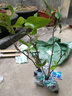 芥圃黑老虎水果苗 官方旗艦 布福娜樹苗爬藤果樹粉紅一號(hào)帶土帶葉苗木 黑老虎杯苗 【帶土帶葉發(fā)貨】 15-30cm 曬單實(shí)拍圖