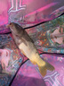 黃金眼競(jìng)技鯽魚(yú)漂黑坑鯉魚(yú)漂醒目漂尾釣魚(yú)漁具用品 Q1細(xì)尾 3號(hào)一支 曬單實(shí)拍圖