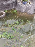 MOJY室外水池水草海草天然植物水草水缸池塘魚(yú)缸植物活水小浮萍草 狐尾藻10株 曬單實(shí)拍圖