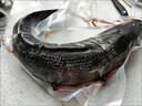 安峰山大黑魚酸菜魚 鮮財(cái)魚財(cái)魚烏魚燉湯鮮活打撈現(xiàn)殺活魚 2斤/條(去除內(nèi)臟整條) 曬單實(shí)拍圖