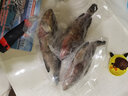 沈志雄福建東山島澳角村海捕速凍大紅石斑魚(yú)紅斑魚(yú)紅斑年貨年夜飯送禮 1條大紅斑2.4-2.8斤 曬單實(shí)拍圖