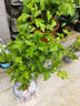 虹越（HONGYUE）花園新品木槿盆栽苗 多品種可選庭院花灌木植物 【HN木槿】阿登斯（燃燒）2加侖 曬單實(shí)拍圖