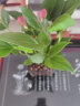 沫澄粉掌白掌盆栽植物室內花卉好養水培一帆風(fēng)順水養四季常青綠植 J特級粉掌(玻璃方缸+陶粒) 含盆 曬單實(shí)拍圖