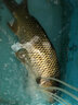 黑帶涉水精工魚竿手竿5H19調(diào)捍魔師專享版超輕超硬28調(diào)青草鯉鯽竿野釣黑坑搶魚臺釣竿競技長節(jié)大物竿 【4H28調(diào)】九段飛流3.6米+竿止 曬單實拍圖