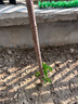 言清【買(mǎi)2送1】嫁接車(chē)厘子樹(shù)苗櫻桃樹(shù)苗南北方庭院陽(yáng)臺盆栽地栽果樹(shù)苗 大紅燈櫻桃 六年苗粗度2公分 曬單實(shí)拍圖