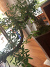 瀚林怡景（HANLINYIJING）六月雪盆景室內(nèi)盆栽植物懸崖式造型老樁辦公室客廳茶室桌面綠植 懸崖六月雪-和風細雨-木座 曬單實拍圖