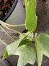 曼杉園（manshanyuan）常春藤垂吊植物盆栽花卉金邊裝修房室內(nèi)陽臺綠植四季常青多年生 金邊常春藤一盆10顆左右 不含盆 曬單實拍圖