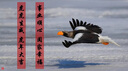 佳能 Canon EF 300mm F4L IS USM 400mmF5.6定焦二手單反定焦鏡頭 EF 400mm5.6L USM 95新 曬單實(shí)拍圖