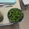 鳳鳴雅世  櫻桃蘿卜種子四季播蔬菜種孑陽盆栽蔬菜種籽迷你水果蘿卜種籽 進口紅星小蘿卜種子10克 曬單實拍圖