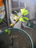 芥圃番石榴樹(shù)苗新品種 官方旗艦 嫁接西瓜芭樂(lè )紅心樹(shù)苗紅寶石番石榴苗 珍珠白肉芭樂(lè )苗【帶土帶葉發(fā)貨】 2年苗  高度：60公分左右 曬單實(shí)拍圖