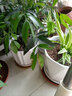 裕軒堂陶瓷花盆簡(jiǎn)約辦公室綠蘿吊蘭文竹榕樹(shù)室內多肉家用白色盆個(gè)性桌面 2023清新組合（四個(gè)中號） 中等 曬單實(shí)拍圖