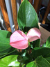 孫凱（SUNKAI）水培 紅掌白掌 粉掌 如意 銀皇后萬(wàn)年青 鐵蘭 園藝桌面盆栽 水培粉掌 曬單實(shí)拍圖