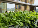 壽禾 四季小白菜種子青菜蔬菜種孑蔬菜種籽秋冬季四季播種壽光菜籽 四季小白菜種子 50g裝 曬單實(shí)拍圖