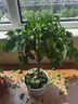 唯友  客廳盆栽植物 幸福樹(shù) 大客廳辦公室綠植盆栽小盆栽大型綠植盆栽 50cm幸福樹(shù) 含盆 曬單實(shí)拍圖