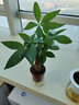 傾顏發(fā)財樹(shù)辮子獨桿發(fā)財樹(shù)苗盆栽小盆景金錢(qián)樹(shù)發(fā)財樹(shù)小苗辦公客廳植物 小獨桿發(fā)財樹(shù) 20-30cm高 帶原盆原土發(fā)貨 曬單實(shí)拍圖