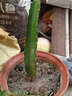 傾顏 火龍果苗 庭院果樹(shù) 盆栽地栽紅心白心火龍果樹(shù)苗 南北方火龍果苗 紅心 六年苗(結果多多) 曬單實(shí)拍圖