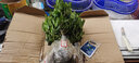 意軒 陽(yáng)臺室內盆栽花卉梔子花苗樹(shù)苗濃香型濃香花卉小葉綠植四季開(kāi)花 曬單實(shí)拍圖