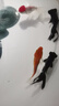 AIPHAROW純種錦鯉活體魚(yú)日本紅白錦鯉丹頂魚(yú)大正小苗三色冷水魚(yú)小錦鯉魚(yú) 紅白錦鯉 8-10CM2條 曬單實(shí)拍圖