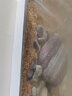 鹰涵鱼缸底砂鼠鱼沙雨林沙珊瑚沙水草沙水晶砂化妆沙黄金沙水族箱造景 黄金沙菊花黄（1-2毫米）5斤装 实拍图