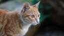 索尼50mm f1.8/70-200 F2.8/24-70F4/24-105人像蔡司二手微單鏡頭 99新E 50mm f/1.8 OSS半畫(huà)幅 官方標(biāo)配 曬單實(shí)拍圖