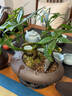 OIMG發(fā)財(cái)樹(shù)盆栽五福發(fā)財(cái)樹(shù)盆栽綠植物辦公桌書(shū)房茶幾好養(yǎng)樹(shù)中式禪意盆 鵝蛋盆五福發(fā)財(cái)樹(shù)+密胺底托 帶盆栽好 曬單實(shí)拍圖