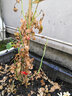 飛沭月季花苗爬藤薔薇月季花樹陽臺(tái)盆栽花卉庭院爬墻植物四季開花 托馬斯 中大苗【1.2-1.4米高】 曬單實(shí)拍圖