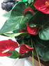 孫凱（SUNKAI）紅掌粉掌鴻運當頭白掌室內辦公室四季開(kāi)花植物 紅掌(普通塑料盆)4~6朵花 含盆 曬單實(shí)拍圖
