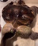 御聚源原種純佛爆刺鱷龜佛龜苗寵物龜小鱷佛羅里達擬鱷小鱷兇猛水龜觀賞 WB(3-4厘) 兩只 曬單實拍圖