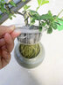 水培黃楊桌面盆景綠植物小盆栽造型樹(shù)羅漢松老樁水養(yǎng)辦公室內(nèi)好養(yǎng) 【90%選擇】小黃楊+白色陶瓷盆 曬單實(shí)拍圖