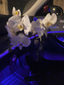 花與千尋年宵花蝴蝶蘭盆栽帶花苞花劍花盆真花蘭花盆栽開業(yè)喬遷同城配送 3株白色蝴蝶蘭（瓷盆隨機） 曬單實拍圖