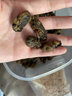 鰲鮮有貨 生蠔干福建特產(chǎn)牡蠣干煲粥生曬蠔鼓肉干海鮮干貨野生海蠣干 優(yōu)質(zhì)生蠔干（500g） 禮袋裝 曬單實(shí)拍圖