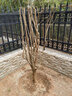 磊運石榴樹(shù)樹(shù)苗特大突尼斯軟籽石榴帶土地栽盆栽庭院果樹(shù)無(wú)籽石榴樹(shù)苗 7公分粗石榴樹(shù)【當年結果】 70cm(含)-79cm(含) 曬單實(shí)拍圖