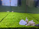 聽(tīng)白閣觀(guān)賞蝦活水族寵物蝦清潔蝦草缸除藻蝦工具蝦淡水蝦觀(guān)賞蝦運輸包損 大河藻蝦1只(2-3cm左右) 曬單實(shí)拍圖