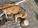 出眾者狗胸背帶中大型犬防爆沖狗背帶狗繩德牧阿拉斯加金毛遛狗繩牽引繩 煙綠（胸背帶） L（建議體重76-110斤） 曬單實(shí)拍圖