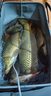 化氏小惠冬春釣鯽魚(yú)配方餌料化紹新魚(yú)拉餌鋼彈2號#腥香 小惠四季窩餌料套餐 曬單實(shí)拍圖