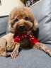 puppytie狗狗遛狗項(xiàng)圈頸圈脖圈絲巾中型小型犬泰迪寵物飾品用品 紅 S-小型1.5*27-34.5cm 曬單實(shí)拍圖
