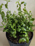 錦楓（jinfeng）藍雪花 盆栽陽臺觀花耐熱好養(yǎng)花園庭院植物 藍雪花 不含盆 曬單實拍圖