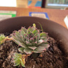 納格蘭多肉植物 綠植盆栽 桌面綠植 迷你植物 觀(guān)音蓮 曬單實(shí)拍圖