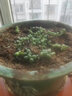醉花春 金邊吊蘭盆栽花卉 室內(nèi)陽臺垂吊綠植盆栽吊蘭水培植物 情人淚一盆含盆 曬單實拍圖