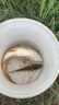 寶福?。╞aofuyin）日本東麗魚線進(jìn)口原絲500米斑點(diǎn)主子線臺(tái)超強(qiáng)拉力拋竿磯釣?zāi)猃埦€ 變色斑點(diǎn) 500米 2號(hào) 曬單實(shí)拍圖