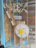 小囧家倉鼠玩具平臺蜜袋鼯松鼠爬梯踏板松鼠花枝鼠隔板家具龍貓跳板跳臺 大方形平臺 曬單實(shí)拍圖