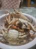【活蟹】臻原生大閘蟹鮮活螃蟹現貨海鮮水產(chǎn)生鮮河蟹類(lèi)禮盒 全母蟹：3.5-3.8兩(8只） 曬單實(shí)拍圖
