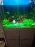 魚(yú)缸造景草坪魚(yú)缸造景柔軟加密鋪底綠草皮仿真水草魚(yú)缸草坪假水草人工草坪 水族箱裝飾草地凡佰酷 40*30整片 帶吸盤(pán) 曬單實(shí)拍圖