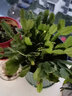 蟹爪蘭帶花苞大苗花卉盆栽室內(nèi)陽臺(tái)辦公帶根D7 紅色+芙蓉色【26-30棵】 原土 曬單實(shí)拍圖